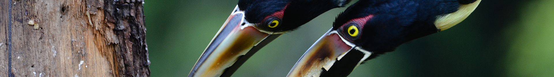 Vögel auf Nahrungssuche
