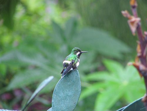 Kolibri auf einem Blatt