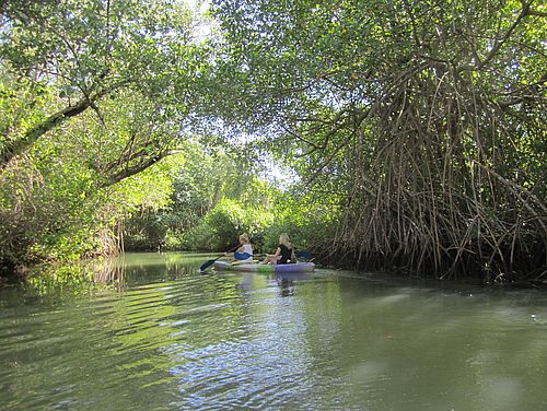 Kajaktour durch die Mangroven des Los-Haitises-Nationalparks