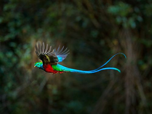 Quetzal fliegt durch den Nebelwald von Monteverde