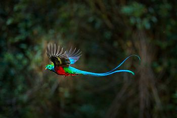 Quetzal, Nebelwald Monteverde Quetzal fliegt durch den Nebelwald von Monteverde
