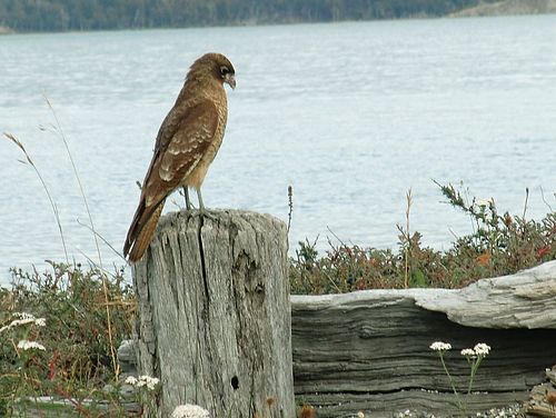 Vogel im Tierra-del-Fuego-Nationalpark