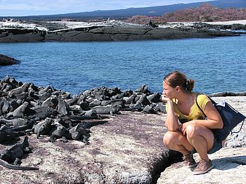 Meeresechsen auf Galapagos