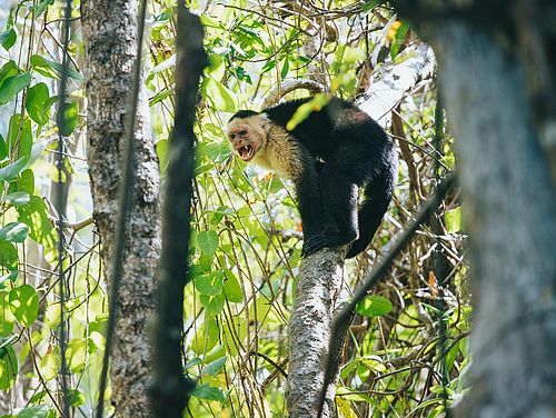 Kapuzineraffe im Tortuguero Nationalpark
