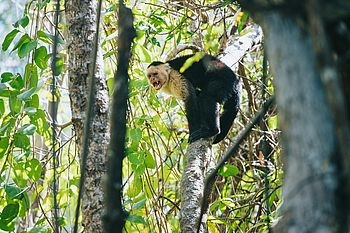 Kapuzineraffe im Tortuguero Nationalpark