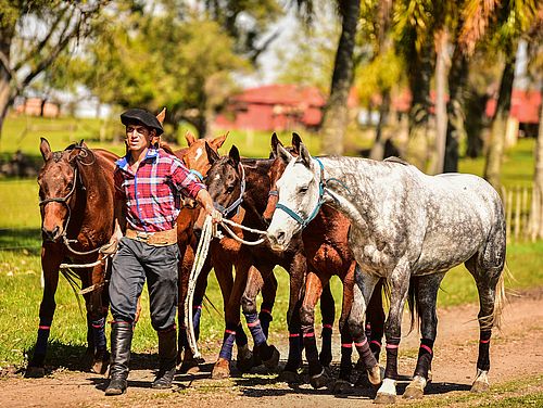 Gaucho mit Pferden © Estancia Las Violetas