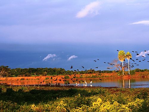 Reisen ins grandiose Pantanal