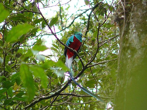 Quetzal in Boquete