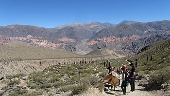Lama-Trekking in der Quebrada de Humahuaca