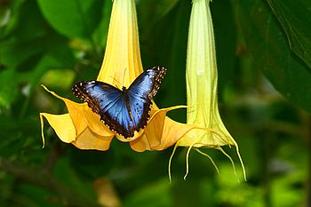 Der blaue Morpho-Schmetterling