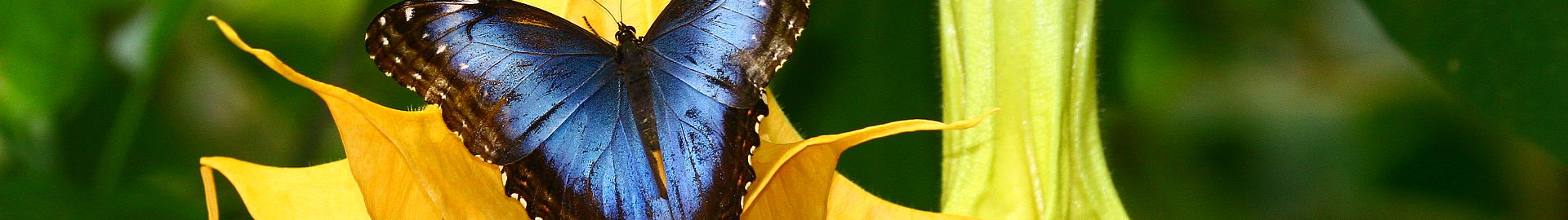Der blaue Morpho-Schmetterling