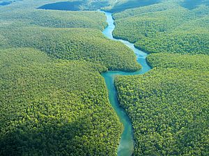 Amazonas aus der Vogelperspektive