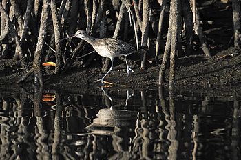 Wasservogel im Naturreservat Juan Venado Wasservogel zwischen Mangrovenwurzeln im Naturreservat Juan Venado