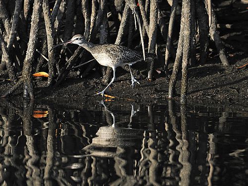 Wasservogel zwischen Mangrovenwurzeln im Naturreservat Juan Venado