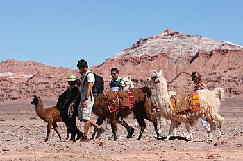 Ethno-Kulturelle Reisen - Lama Karawane in der Atacamawüste