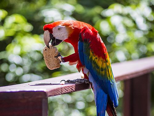 Rot-blauer Papagei beim Essen eines Cookies