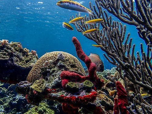 Bunte Unterwasserwelt der San Blas Inseln