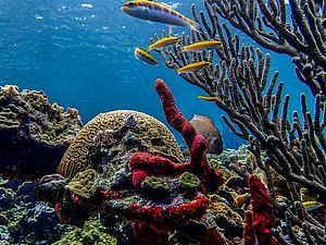 Bunte Unterwasserwelt der San Blas Inseln