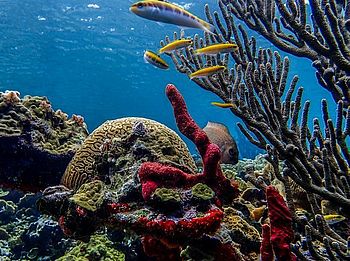 Unterwasserwelt, San Blas Inseln Bunte Unterwasserwelt der San Blas Inseln