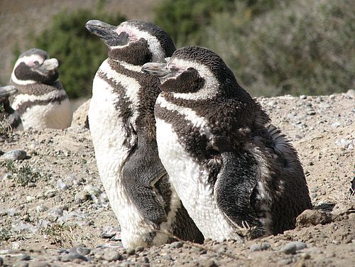 Pinguine Atlantikküste