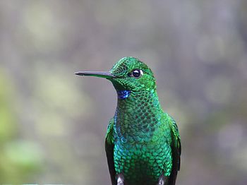 Blau-grüner Kolibri