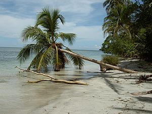 Palme am karibischen Meer