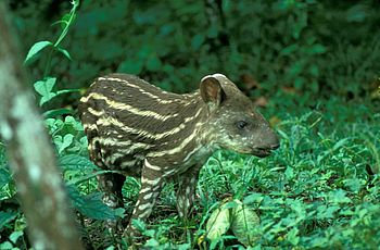 Tapir im Manu