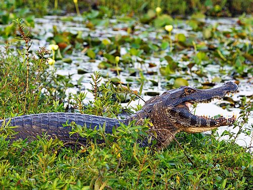 Alligator – Irupé Lodge