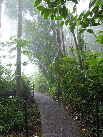 Wanderpfad im Nebelwald von Monteverde