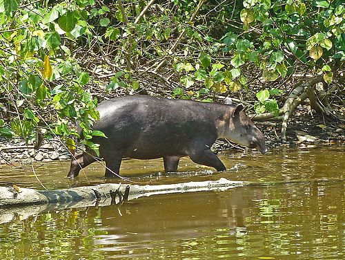 Mittelamerikanischer Tapir im Corcovado Nationalpark