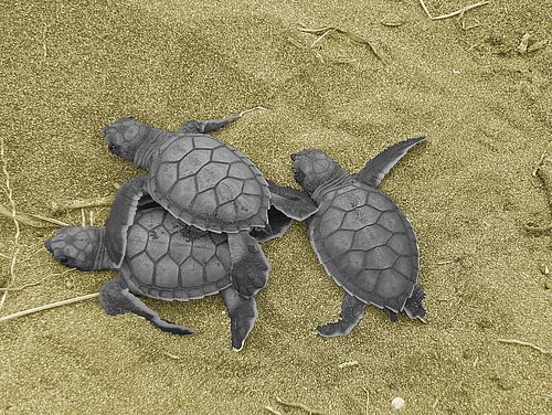 Süßwasser-Schildkröten am Strand