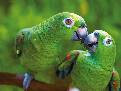 grüne Papageien am Amazonas