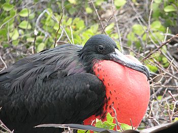 Fregattvogel mit rotem Hals
