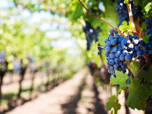 Erfahren Sie mehr über den Weinanbau in Chile 