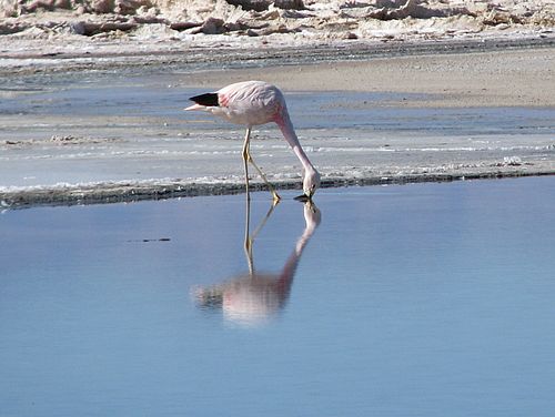 Flamingo am Salar de Atacama