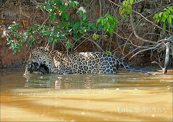 Tierbeobachtung im Pantanal 