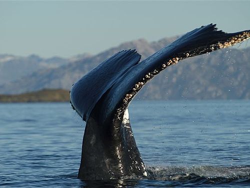 Walbeobachtung in Patagonien