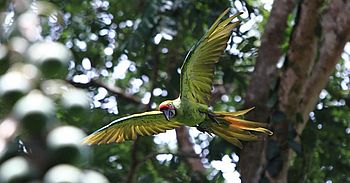 Papagei in Monteverde