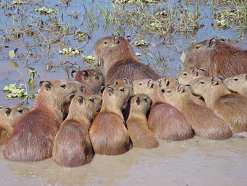 Capybaras – Wasserschweine