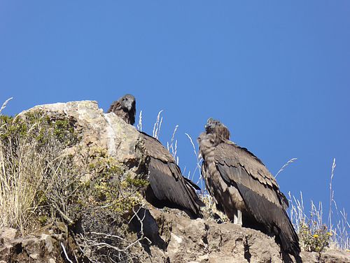 Kondore im Colca Canyon