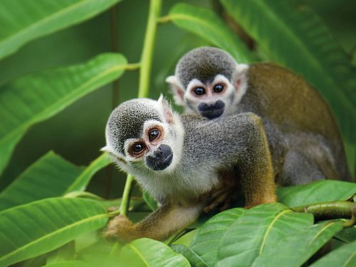 Tiere am Amazonas beobachten