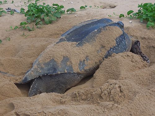 Im Sand grabende Schildkröte