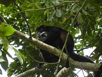 Affen in den Bäumen des Tortuguero-Nationalparks