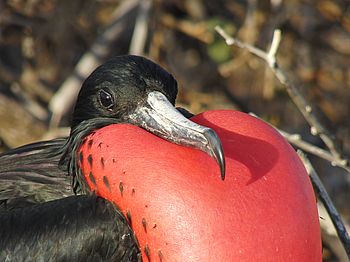 Fregattvogel mit rotem Hals