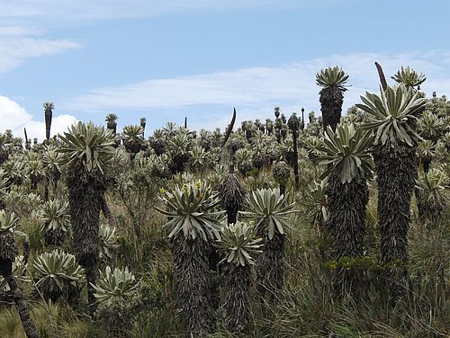 Frailejones Schopfplanzen im El Angel Nationalpark