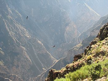 Kondore beobachten im Colca Canyon