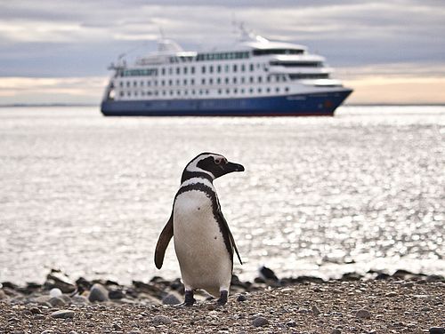 Pinguin vor Australis Schiff