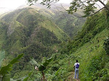 Bergnebelwald der Cordillera Central