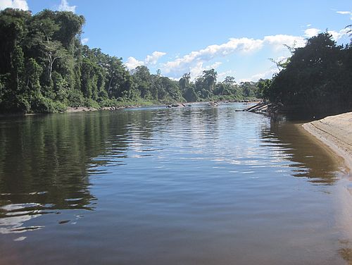 Flussufer Palumeu Lodge