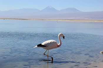 Flamingo im Salar de Atacama